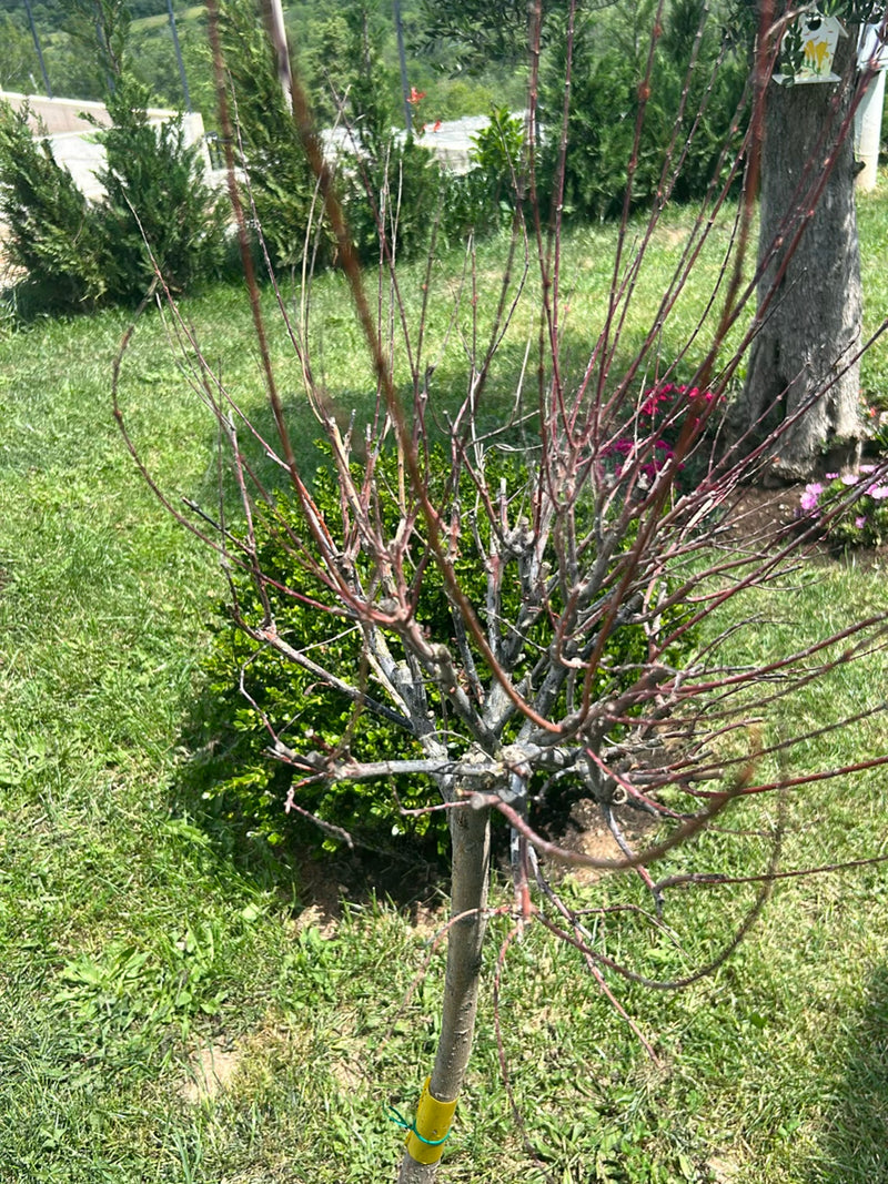 Pêche naine — Bild 1
