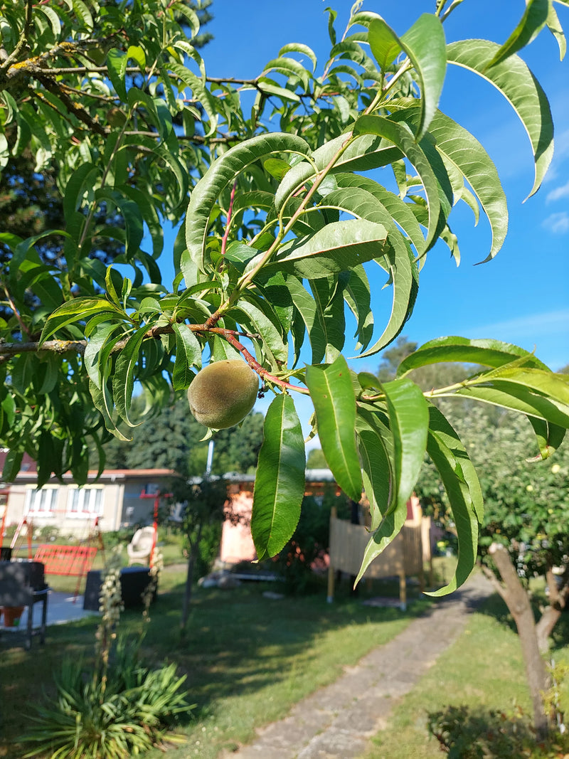 On peut voir une pêche non mûre accrochée à une branche verte d'un arbre. Un jardin est visible en arrière-plan.