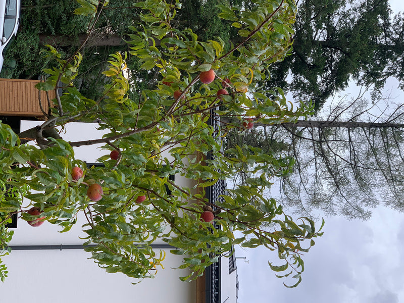 On peut voir un petit pêcher avec des fruits mûrs et des feuilles vertes. La photo montre l'arbre par en bas devant un bâtiment.