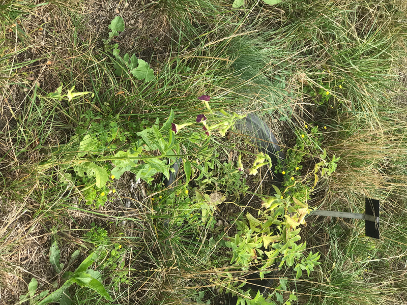 Tabac ornemental — photo 2 sur 2