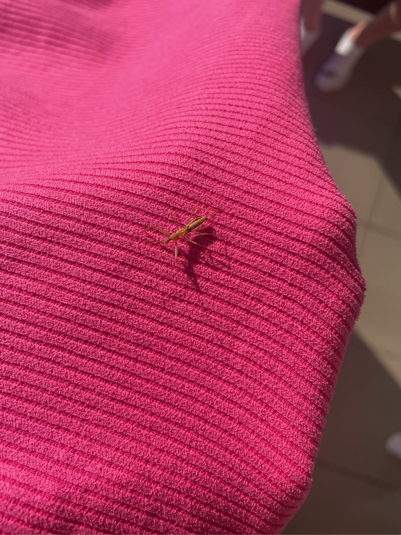 Insecte prédateur de cigale — Bild 2