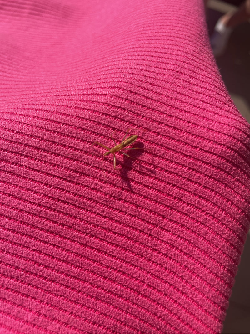 Insecte prédateur de cigale — Bild 1