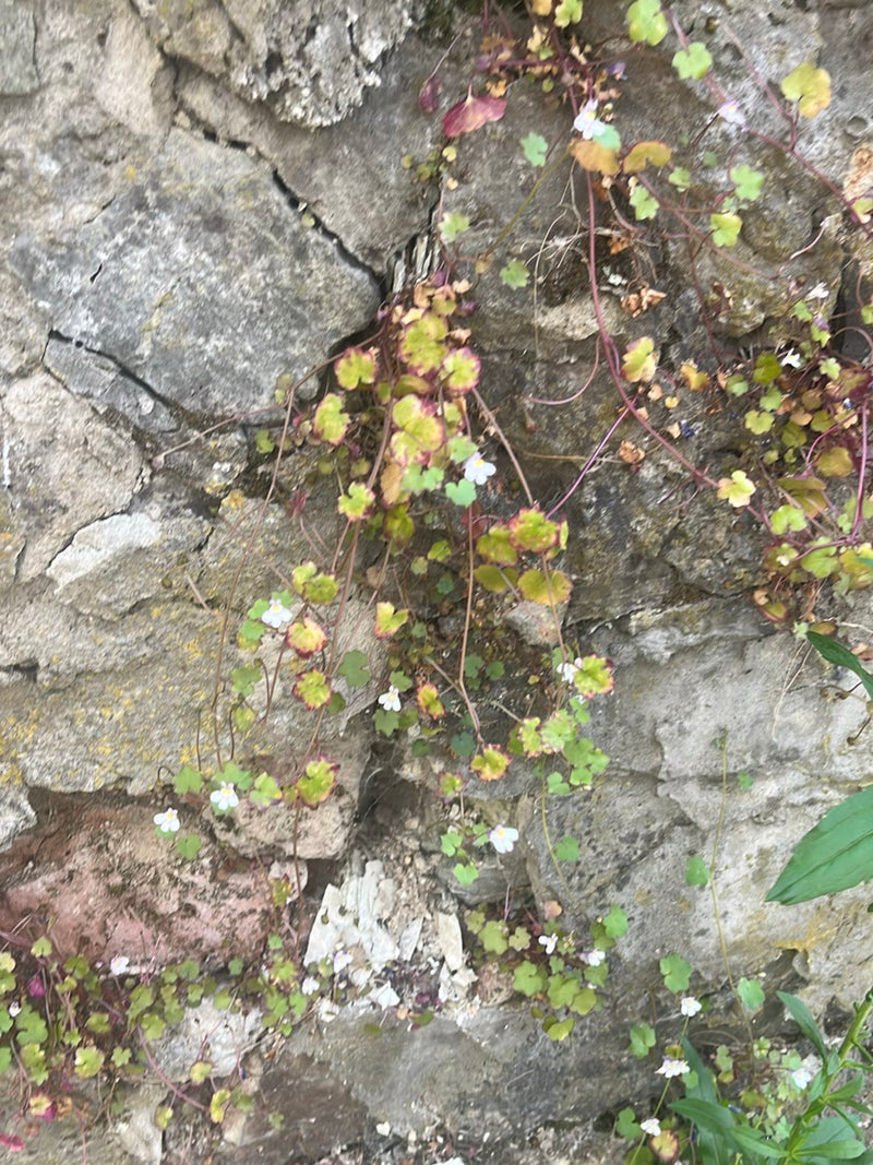 Cannelle — photo 3 sur 4