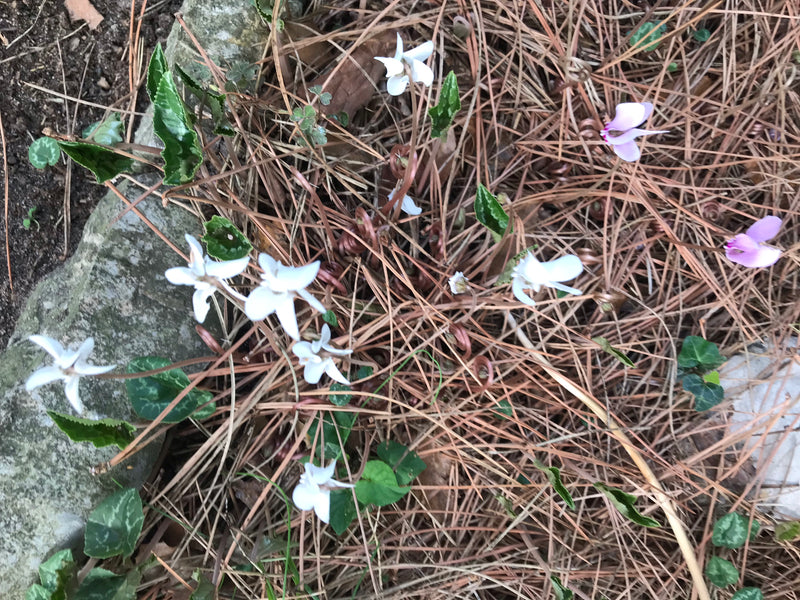 Cyclamens d'intérieur — photo 4 sur 11