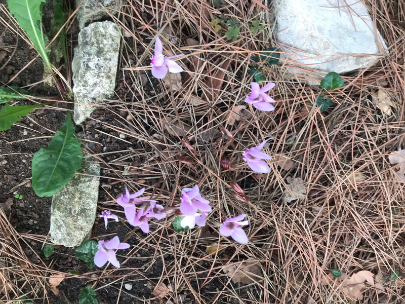 Cyclamens d'intérieur — photo 2 sur 11