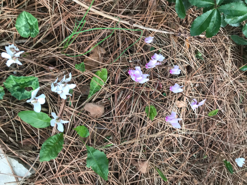 Cyclamens d'intérieur — photo 3 sur 11