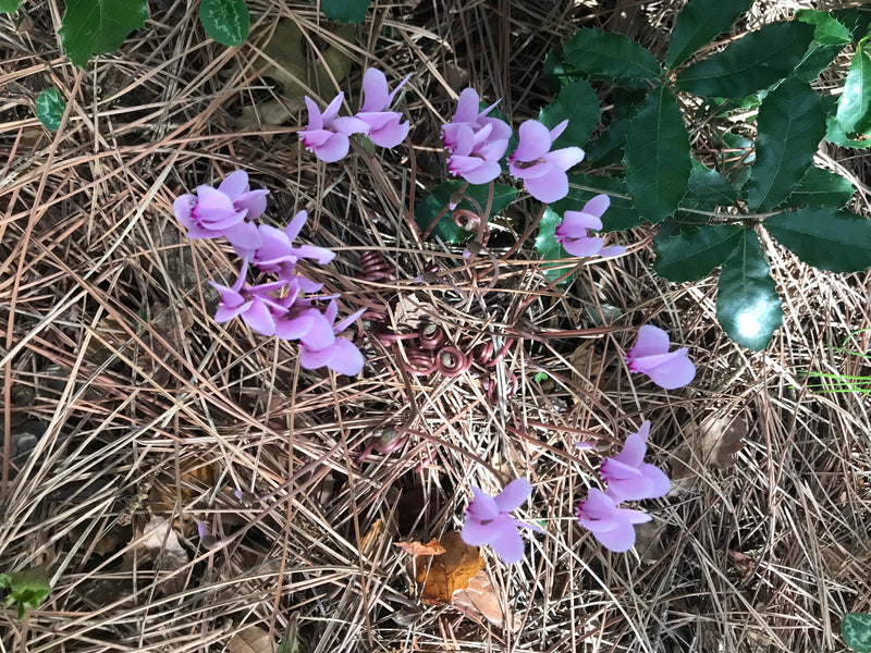 Cyclamens d'intérieur — photo 1 sur 11