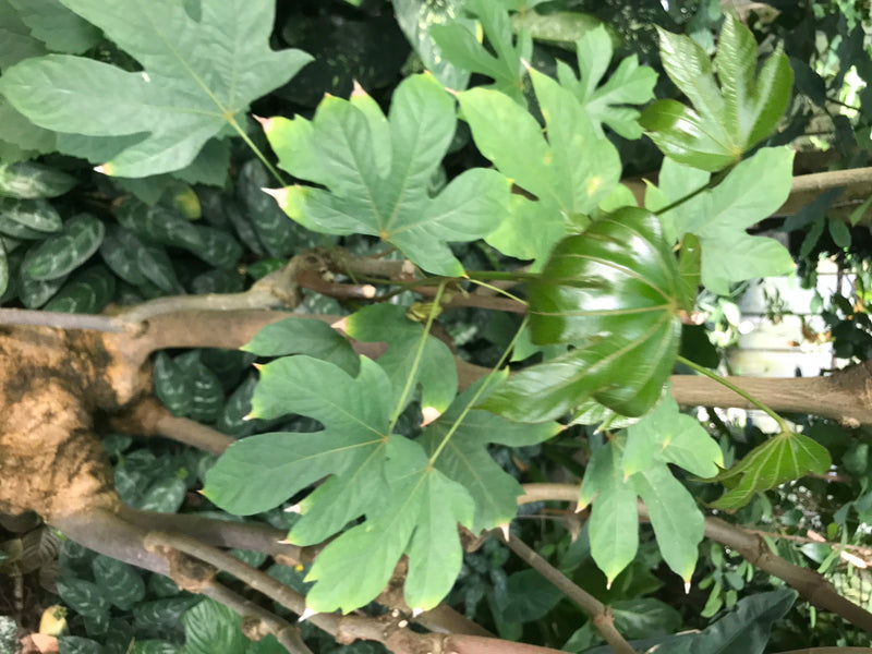 L'image montre les feuilles typiques lobées en forme de main et les tiges ligneuses d'un aralia du Japon. La plante pousse dans un environnement naturel.