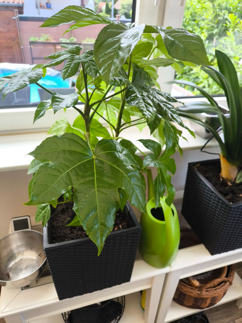 Un fatsia du Japon aux grandes feuilles palmilobées se trouve dans un pot noir sur un rebord de fenêtre lumineux.