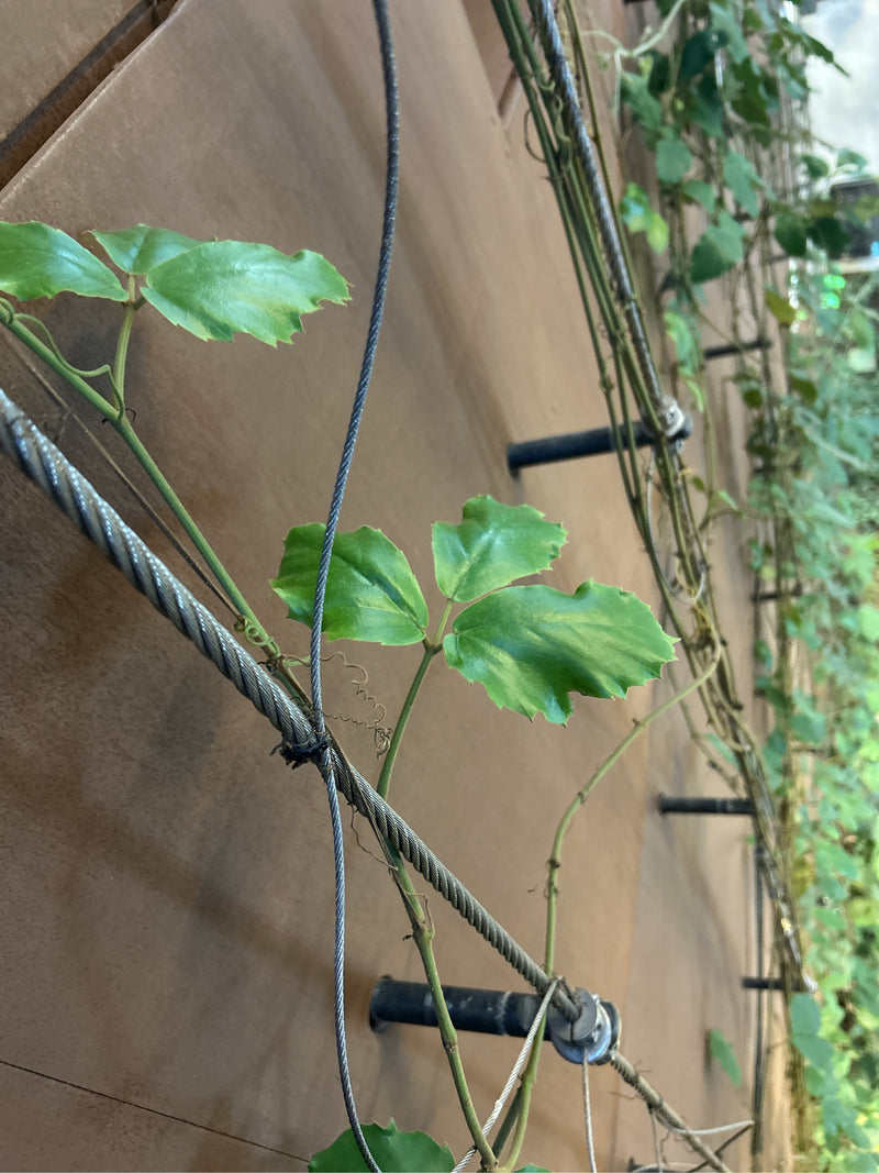 vigne d'intérieur — photo 2 sur 4