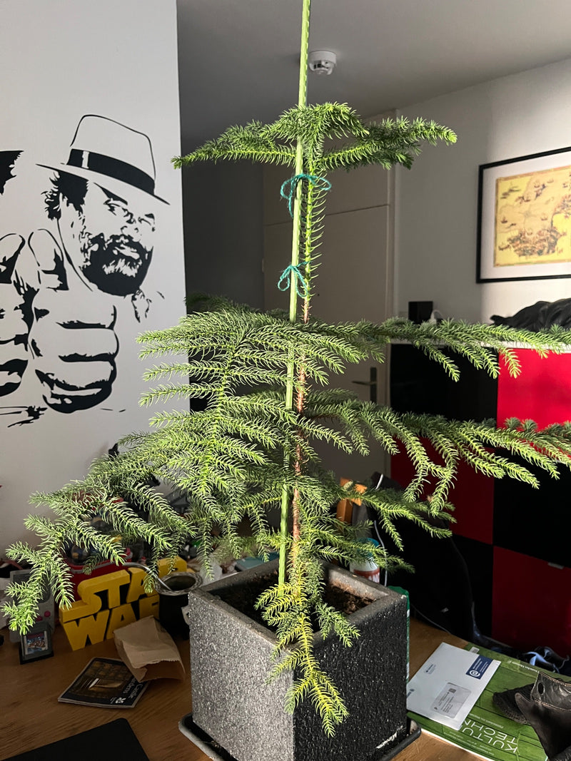Sapin d'intérieur — Bild 1