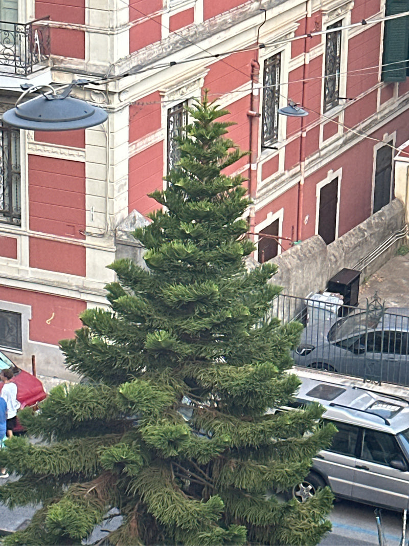 On aperçoit un pin de Norfolk bien développé en vue aérienne, planté devant une façade de maison rouge en milieu urbain. Ce conifère caractéristique présente...