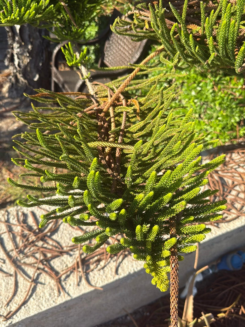 On aperçoit une branche verte de pin d'Australie avec ses aiguilles caractéristiques en forme d'écailles. La photo montre la plante vue du dessus en extérieur.
