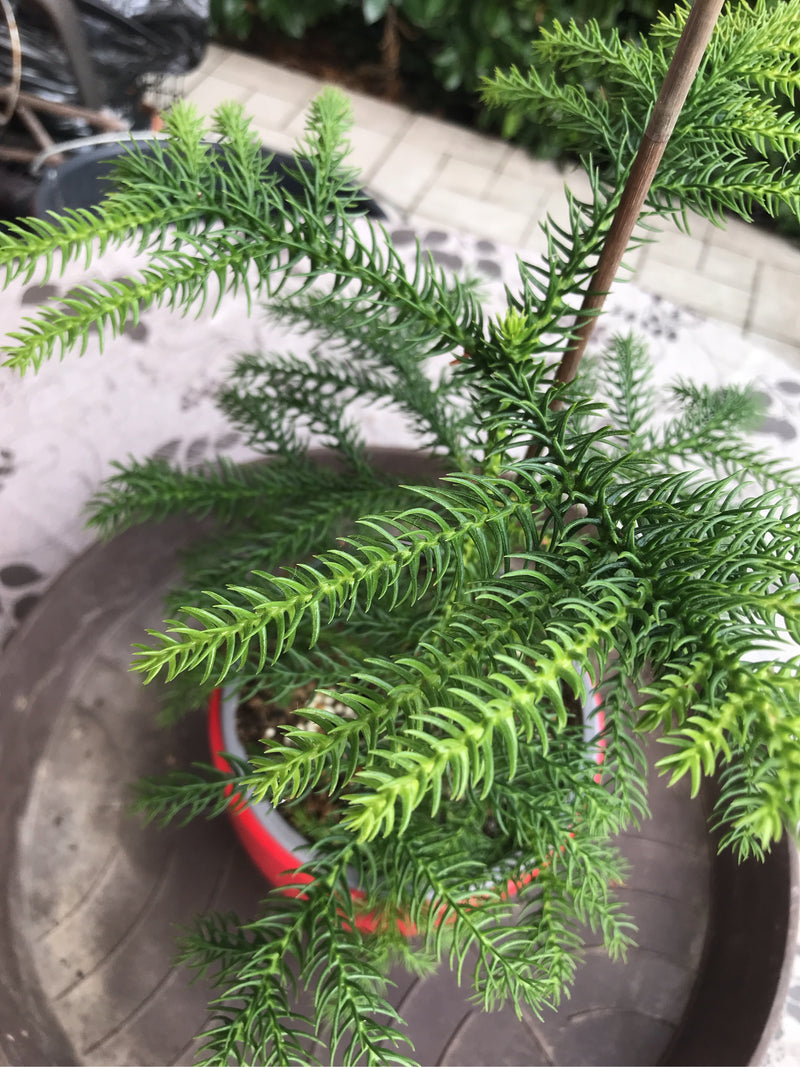 Sapin d'intérieur — photo 4 sur 19