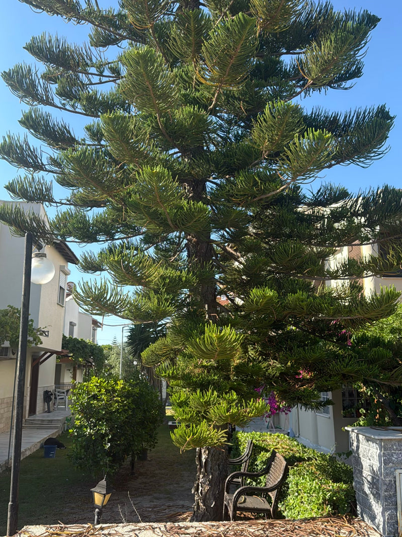 On peut voir un pin de Norfolk bien développé dans un quartier résidentiel avec des maisons en arrière-plan. Le conifère pousse à l'extérieur dans un jardin.