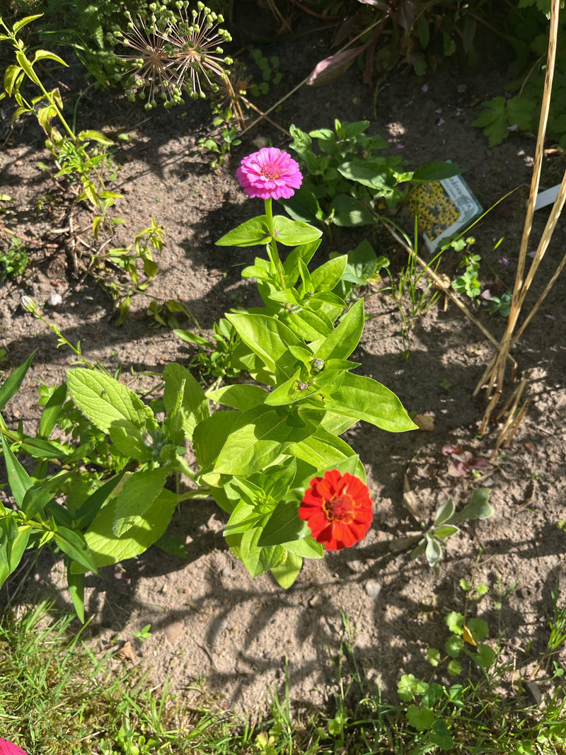 Zinnia — Bild 1