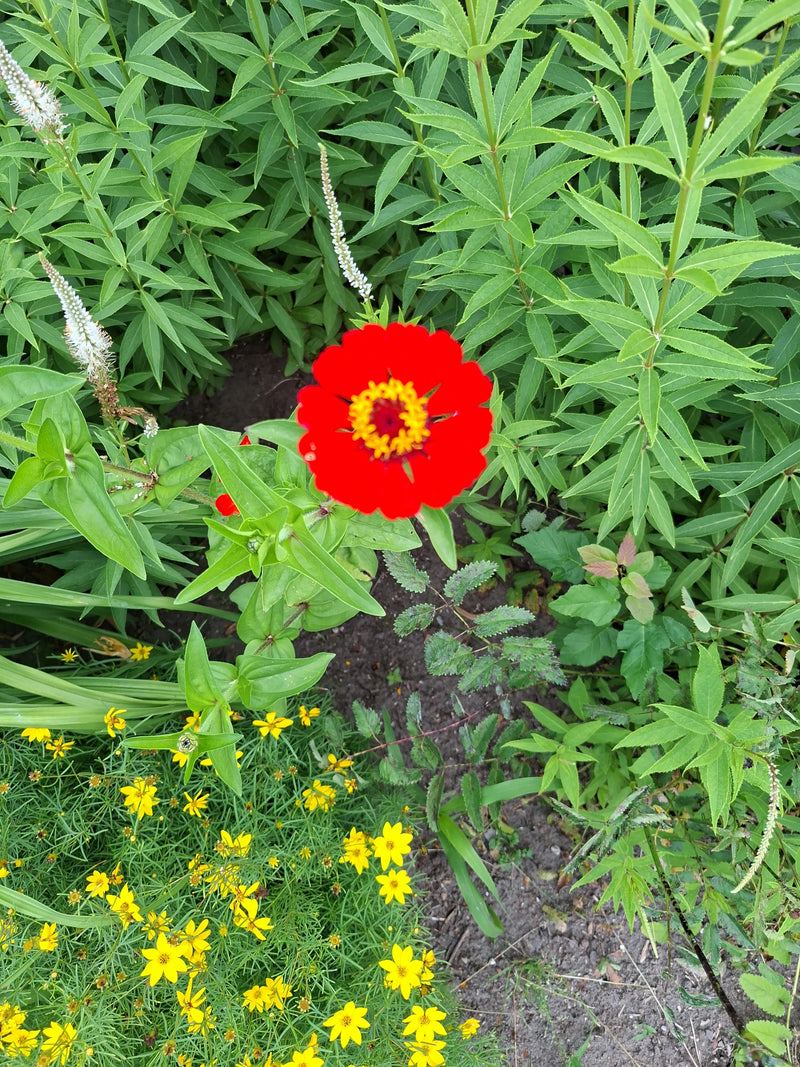 On peut voir une fleur rouge vif de zinnia, entourée d'un feuillage vert et d'autres plantes. La vue de dessus montre la forme caractéristique de la fleur.
