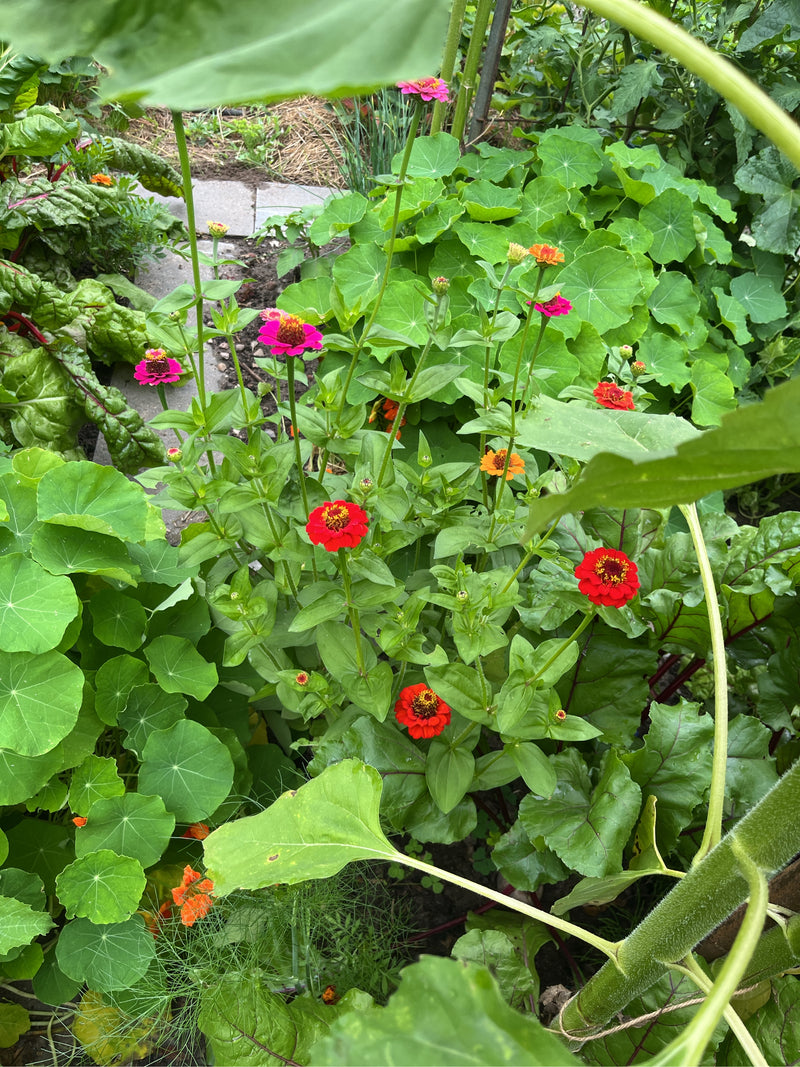 L'image montre plusieurs fleurs de zinnia rouge vif, rose et orange dans un parterre de jardin vert. Les plantes poussent parmi d'autres feuilles et vivaces.