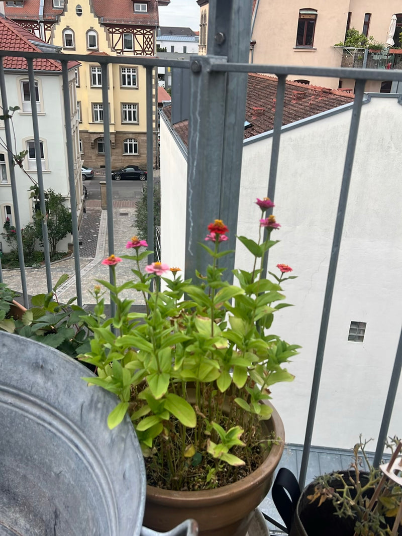 Zinnia — photo 5 sur 19
