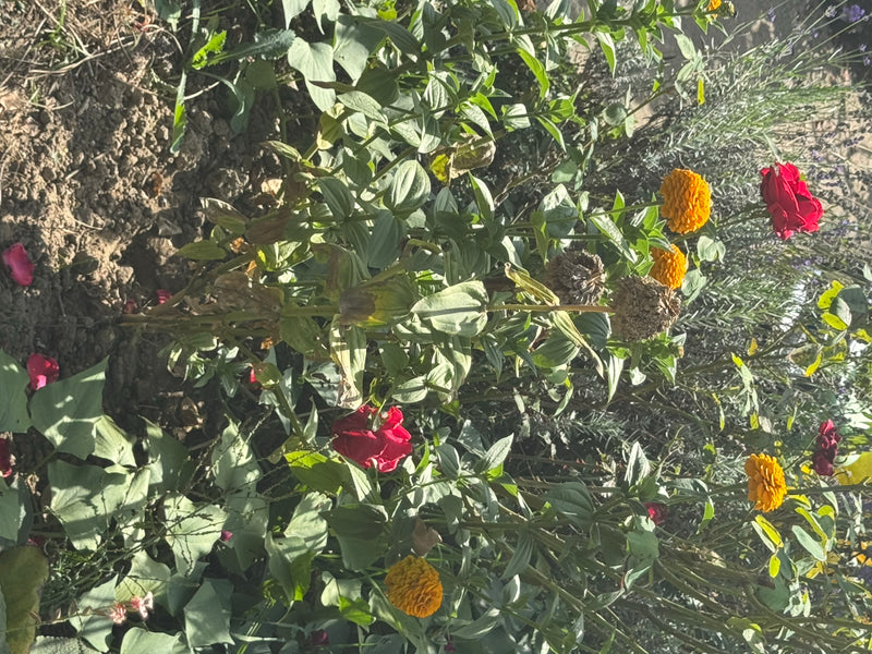 Des zinnias aux fleurs jaune orangé vif poussent aux côtés de roses dans un parterre de jardin ensoleillé.