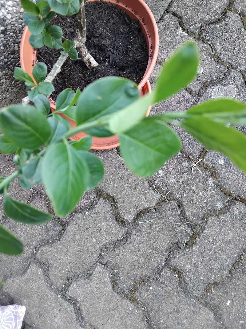 citron — Bild 1