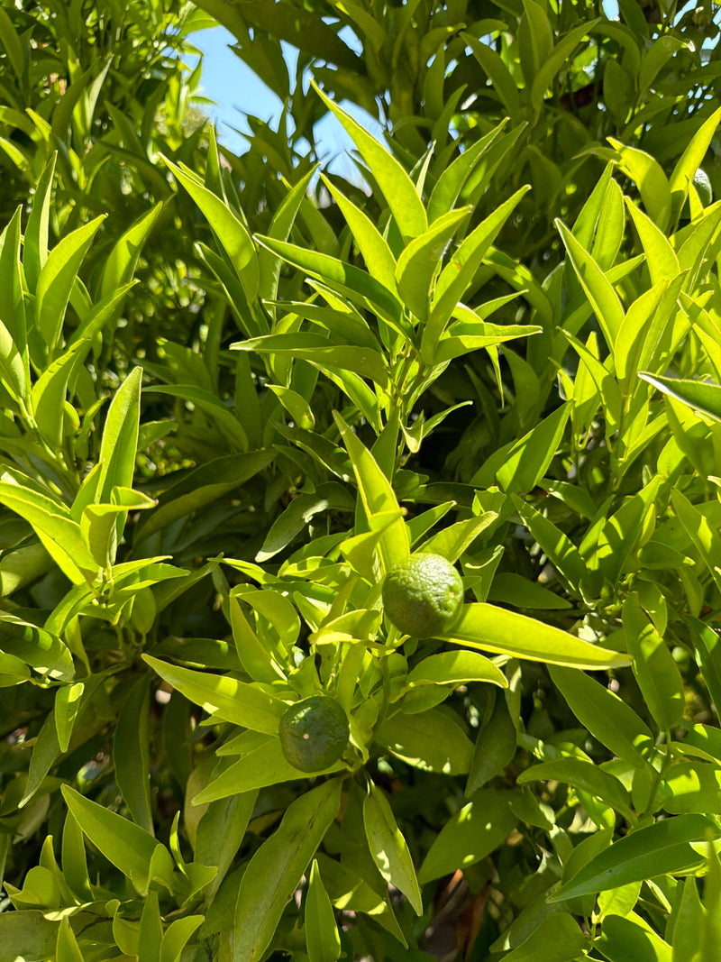 L'image montre deux citrons verts et non mûrs entourés d'un feuillage dense et lumineux. Les fruits sont clairement visibles suspendus dans les branches d'un...