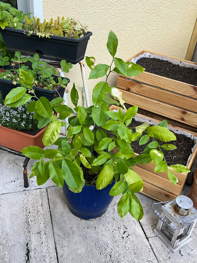 On peut voir un citronnier vigoureux dans un pot de fleurs bleu. La plante se trouve sur une terrasse en pierre entourée d'autres plantes en pot.