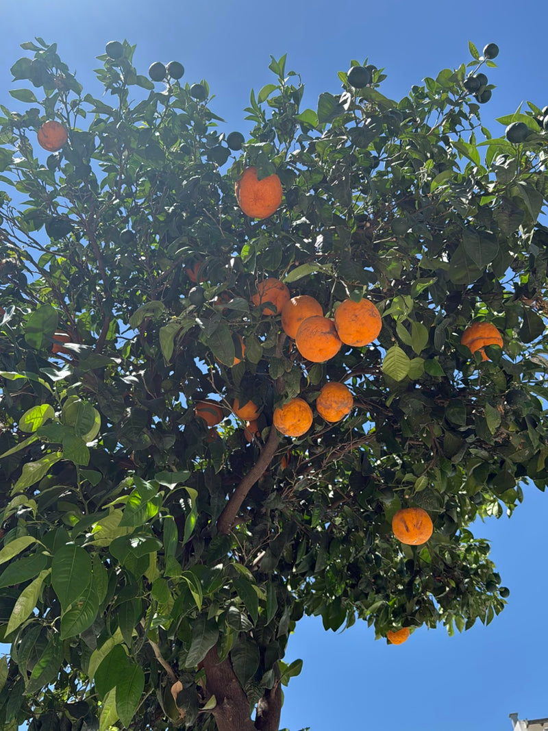 citron — photo 5 sur 29