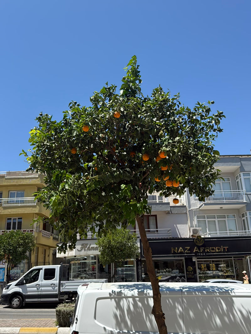 citron — photo 2 sur 29