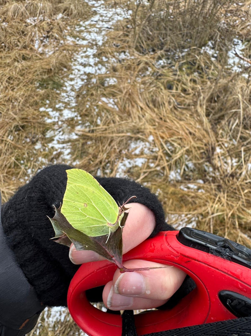 Papillon de soufre — Bild 1