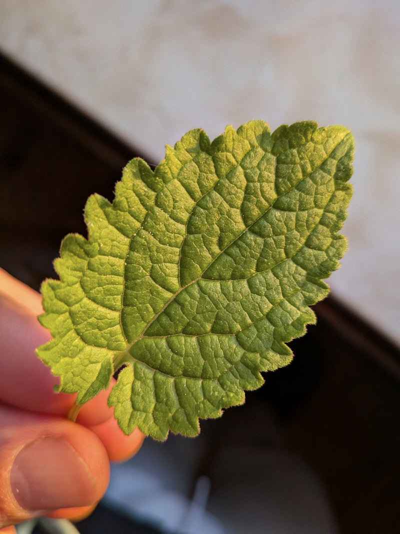 Mélisse officinale — Bild 1