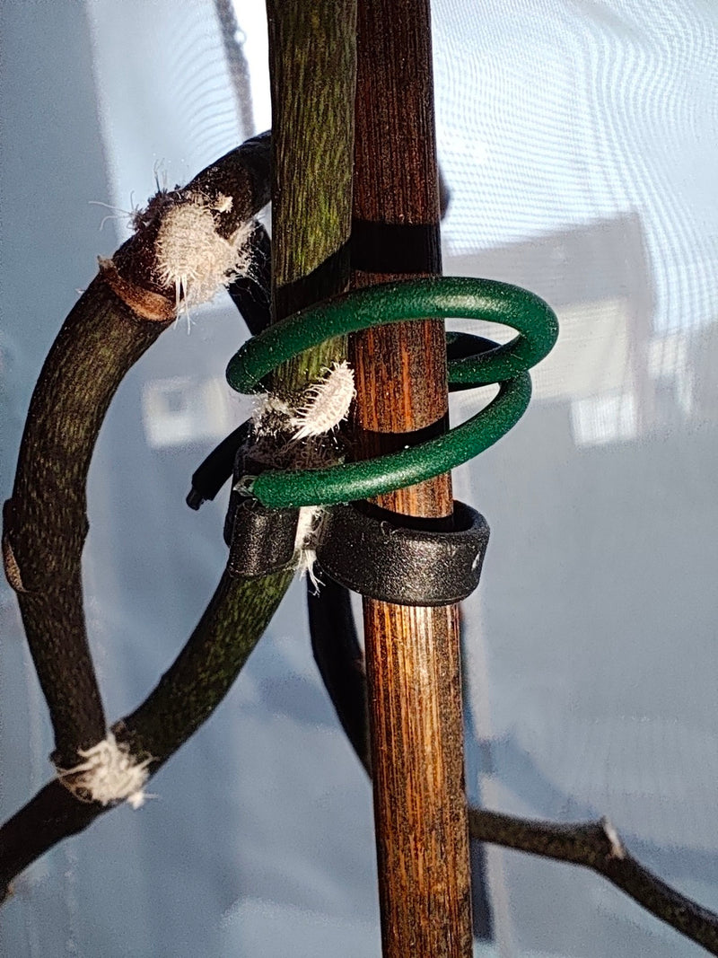 Cochenille des agrumes — Bild 1