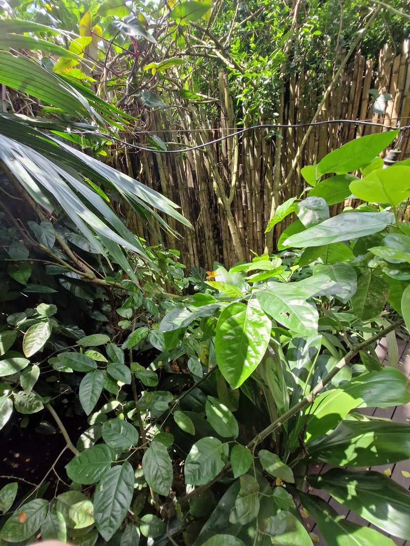 L'image montre des feuilles vertes de plantes d'agrumes dans un jardin dense et luxuriant.