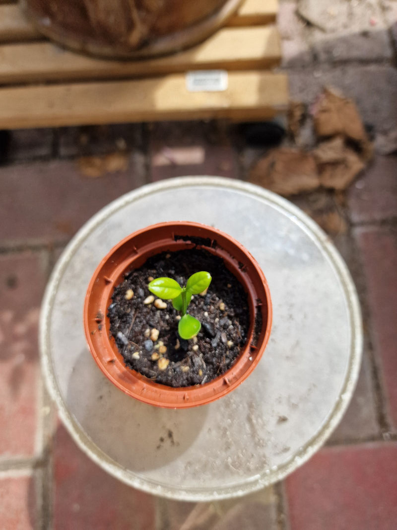 Un tout petit plant de citrus pousse dans un petit pot de fleurs rond. Les jeunes feuilles vertes reposent sur une tige délicate dans de la terre sombre.