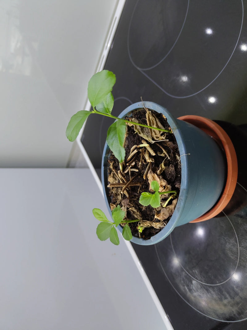 Une jeune plante d'agrumes pousse dans un pot de fleurs bleu rempli de terre sèche et de débris végétaux. Les petites pousses vertes sont bien visibles.