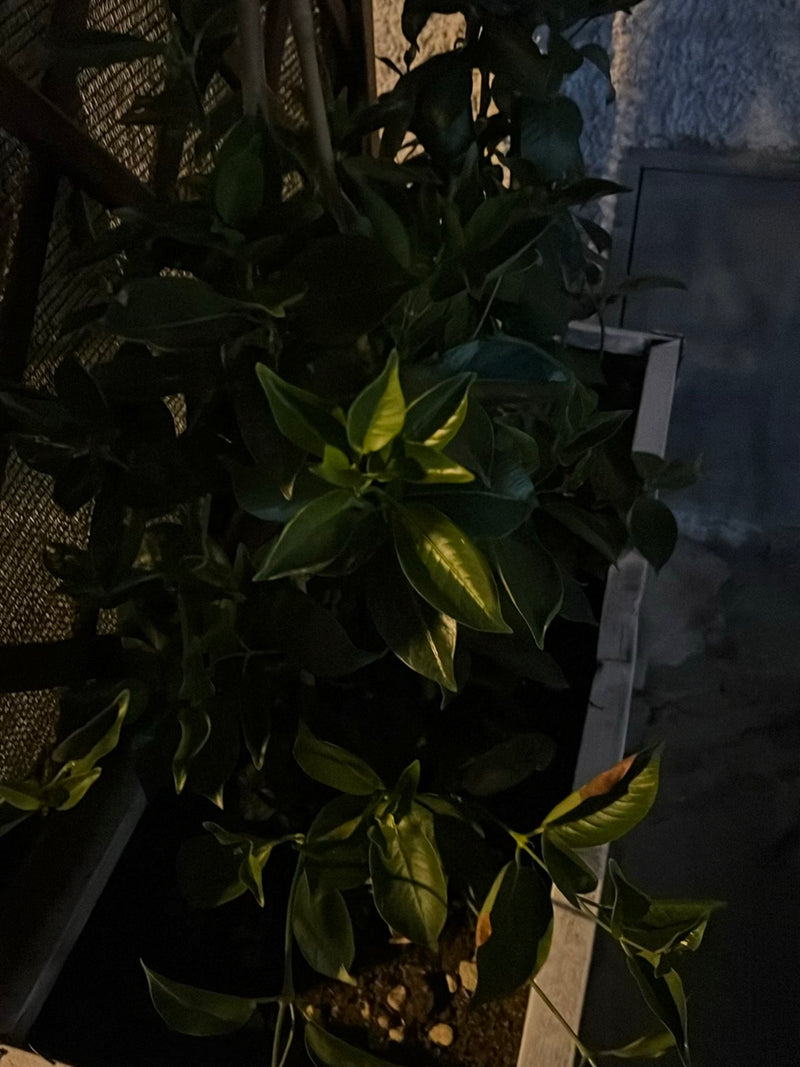 L'image montre les feuilles sombres et brillantes d'un agrumes dans un environnement nocturne. La plante est dans un bac.