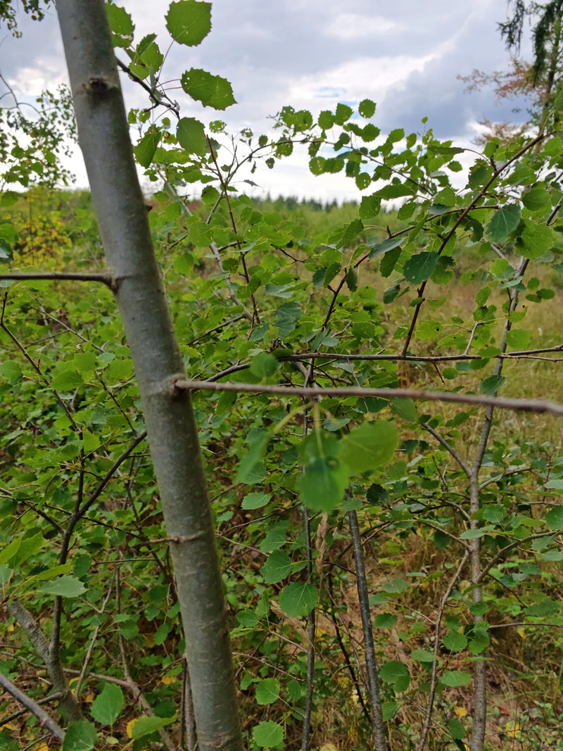 On peut voir le tronc lisse et le feuillage typique d'un jeune peuplier tremble. L'image montre l'arbre dans son environnement naturel à l'orée d'une forêt.