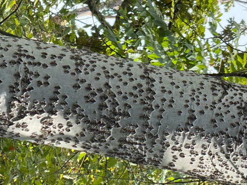 Gros plan sur un tronc d'arbre montrant une écorce blanchâtre caractéristique avec des lenticelles foncées en forme de losange, sur fond de feuillage vert.