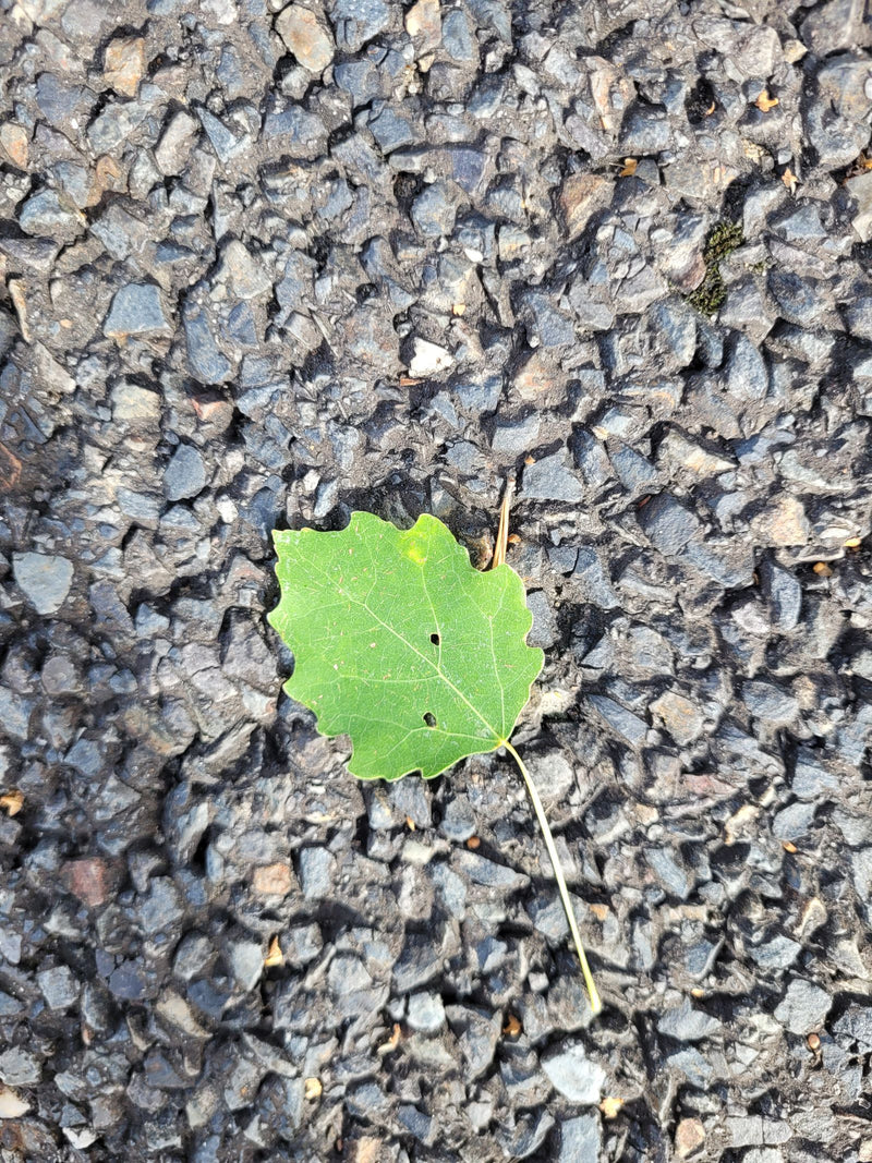 Une feuille verte de tremble repose sur une surface d'asphalte rugueuse.