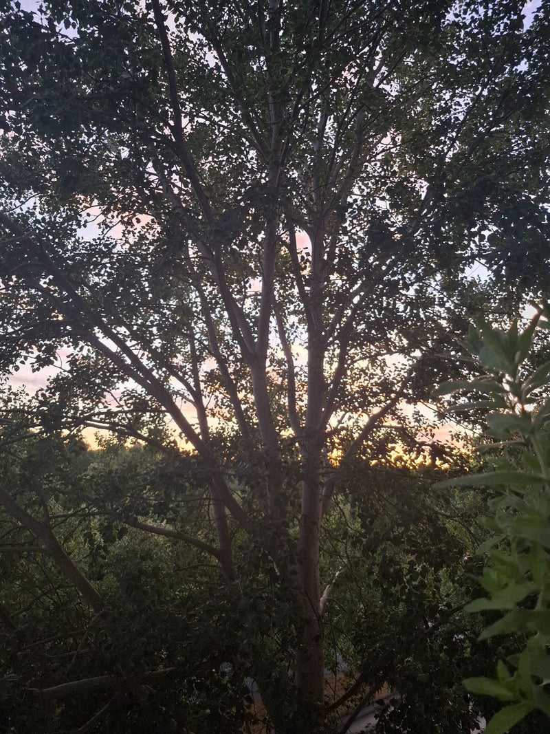 L'image montre un arbre à feuilles caduques mature avec un feuillage dense sur fond de ciel crépusculaire. C'est un peuplier tremble.