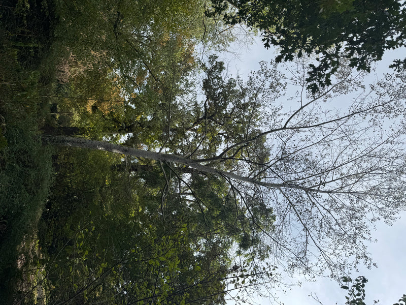 Vue en contre-plongée de la canopée forestière montrant un grand arbre, probablement un tremble.