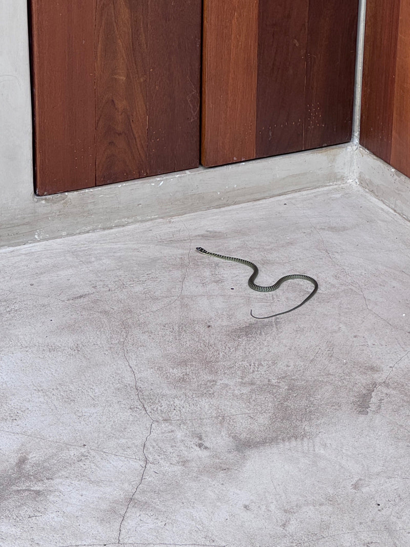 Serpent de colère — Bild 1