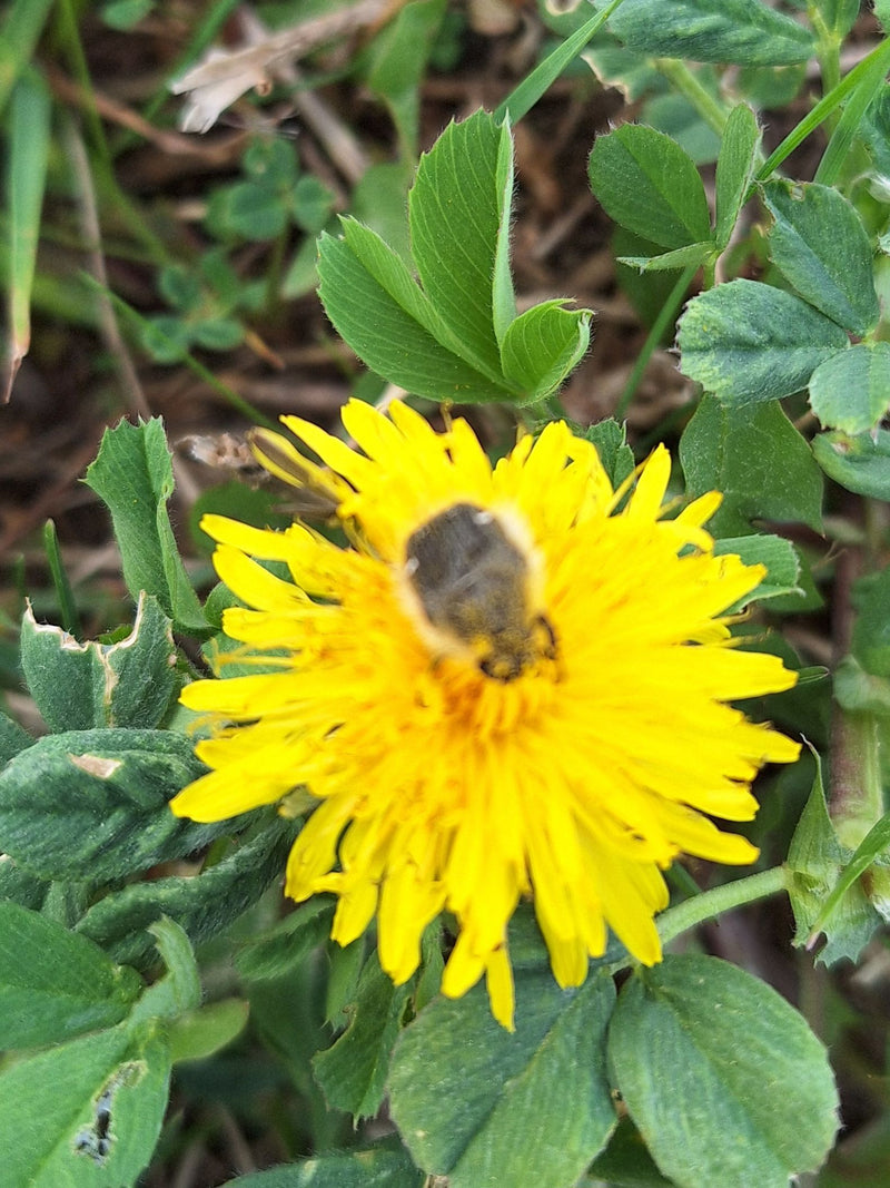 Coléoptère du rose hirsute — Bild 2