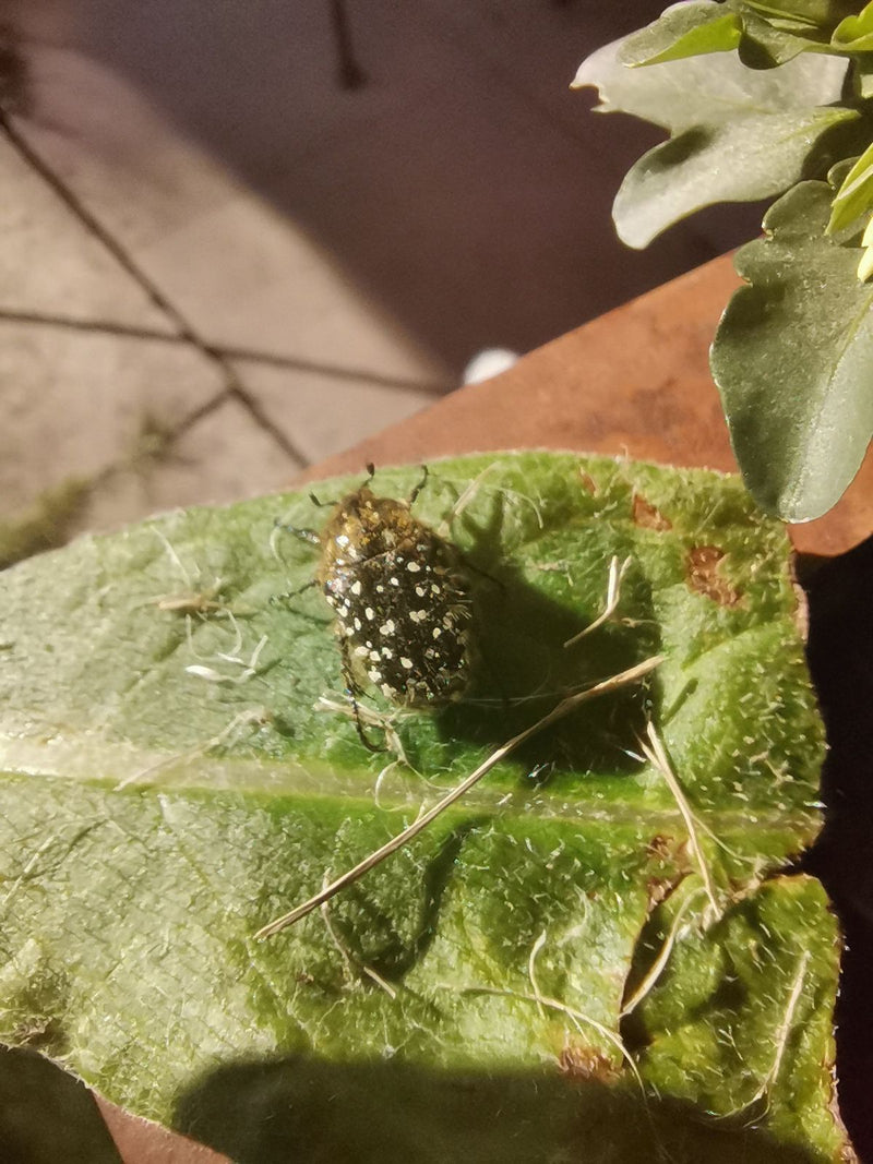 La photo montre une cétoine hirsute assise sur une feuille verte. L'insecte est clairement reconnaissable avec ses taches blanches typiques et ses poils fins.