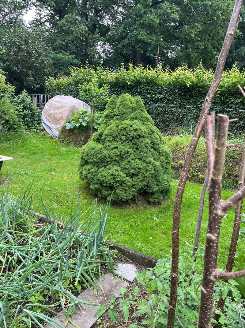 Au centre de l'image se trouve une épinette blanche de forme conique dans un jardin vert. Le conifère a une croissance dense et compacte et se trouve sur une...