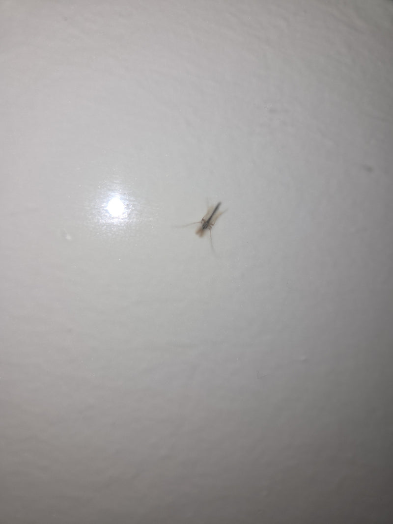 Chironomide — Bild 3