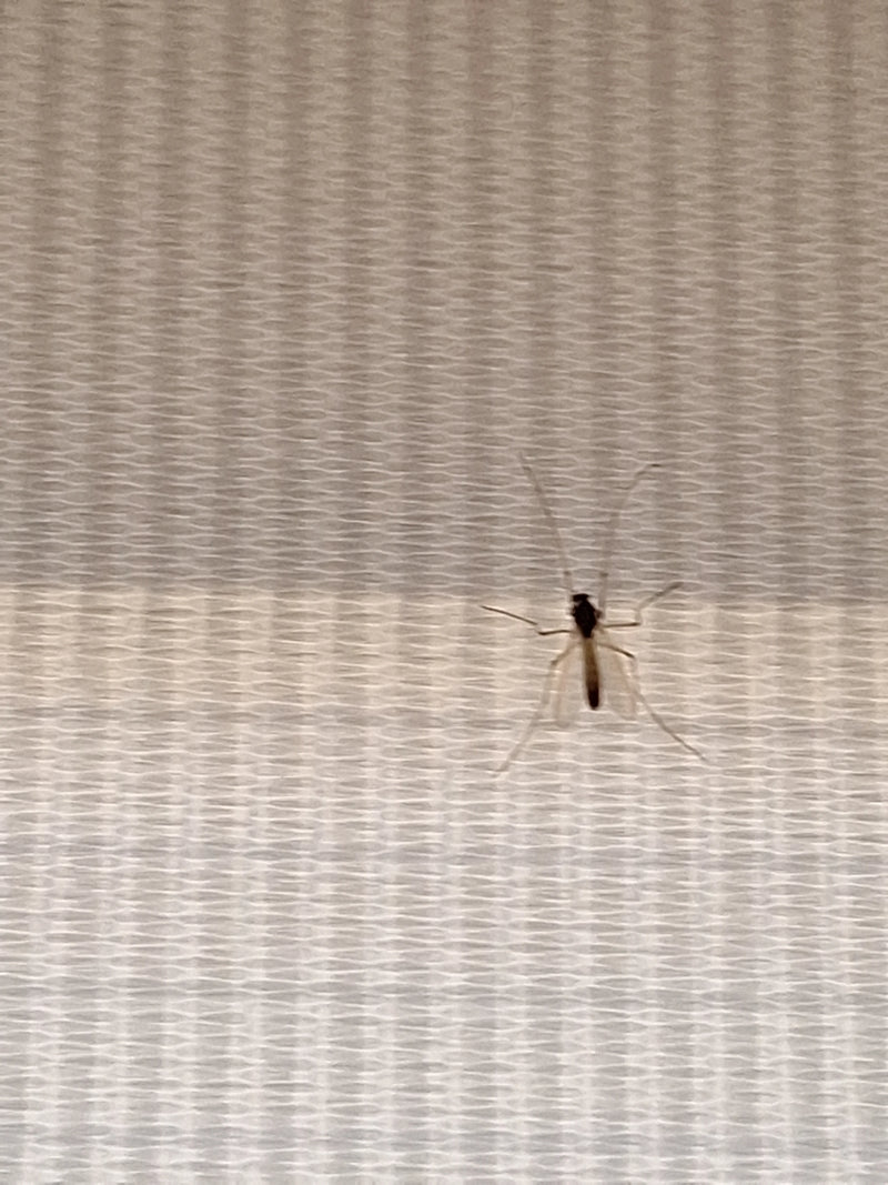 Chironomide — photo 5 sur 11