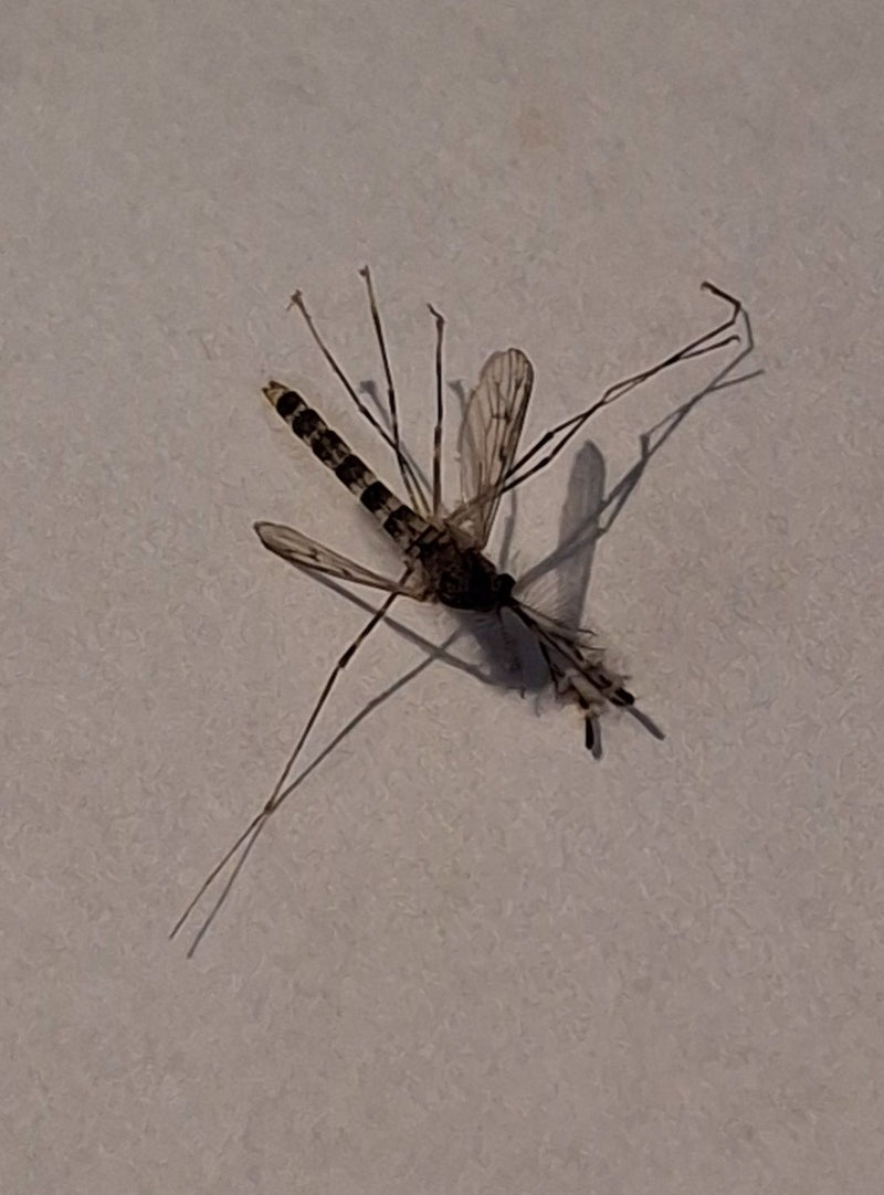 Chironomide — photo 3 sur 11