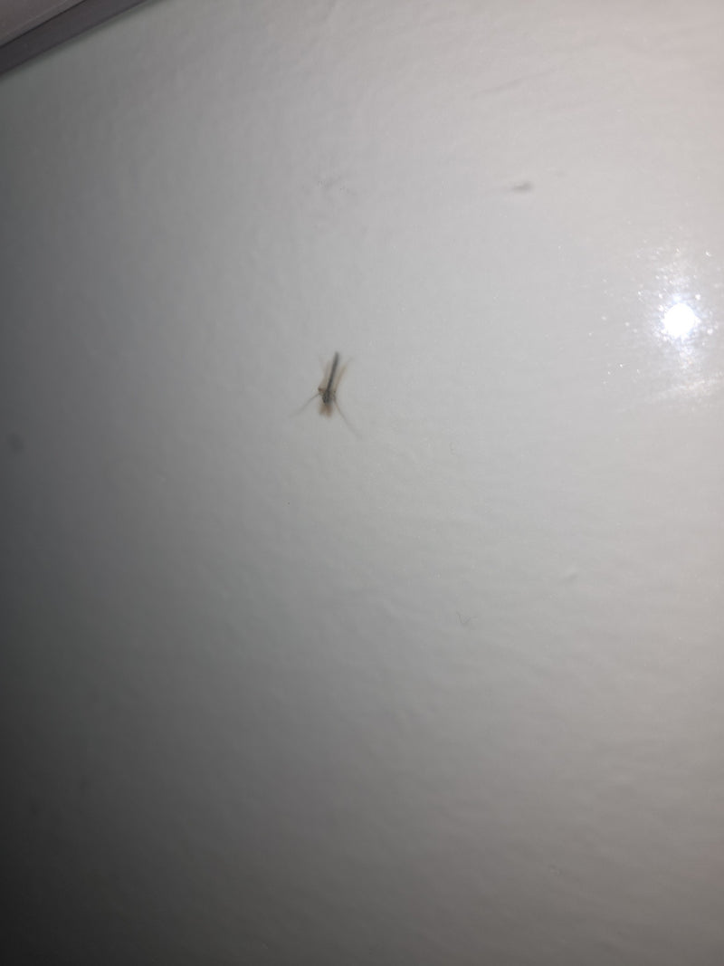 Chironomide — Bild 2