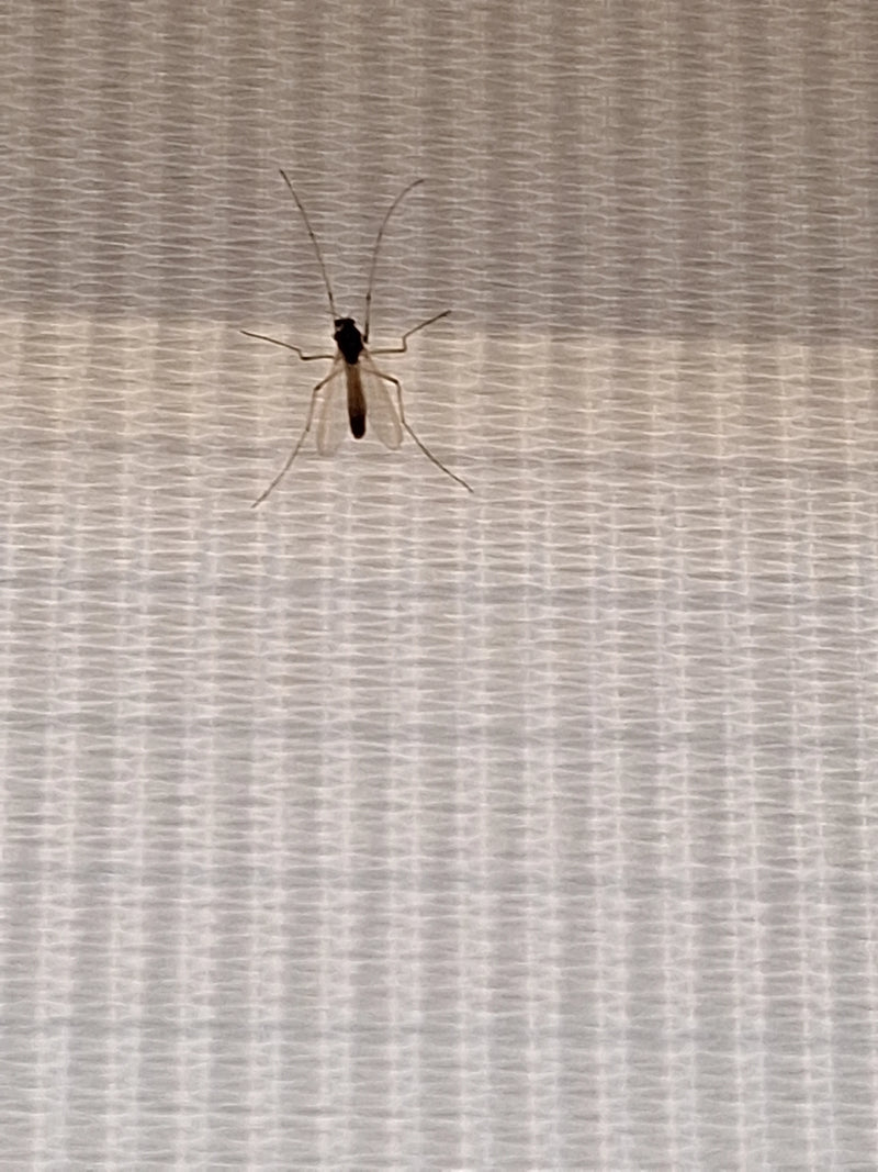 Chironomide — photo 4 sur 11